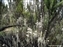 Plants on the Machame Trail