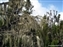 Plants on the Machame Trail