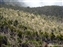 Plants on the Machame Trail