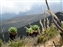 Plants on the Machame Trail