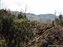 Plants on the Machame Trail