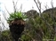 Plants on the Machame Trail