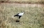 Secretary Bird